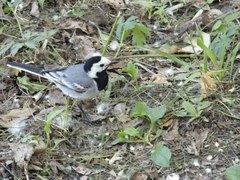 Motacilla alba