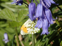Anthocharis cardamines