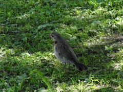 Turdus pilaris