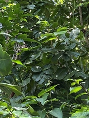 Cupania triquetra