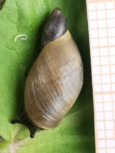 Slender Amber Snail