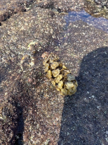 Turbinaria ornata observed 2026-06-16