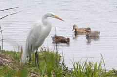 Ardea alba