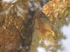 Macrobrachium formosense