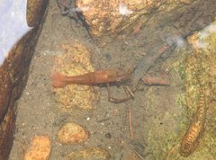 Macrobrachium formosense