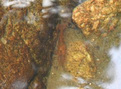 Macrobrachium formosense