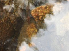 Macrobrachium formosense