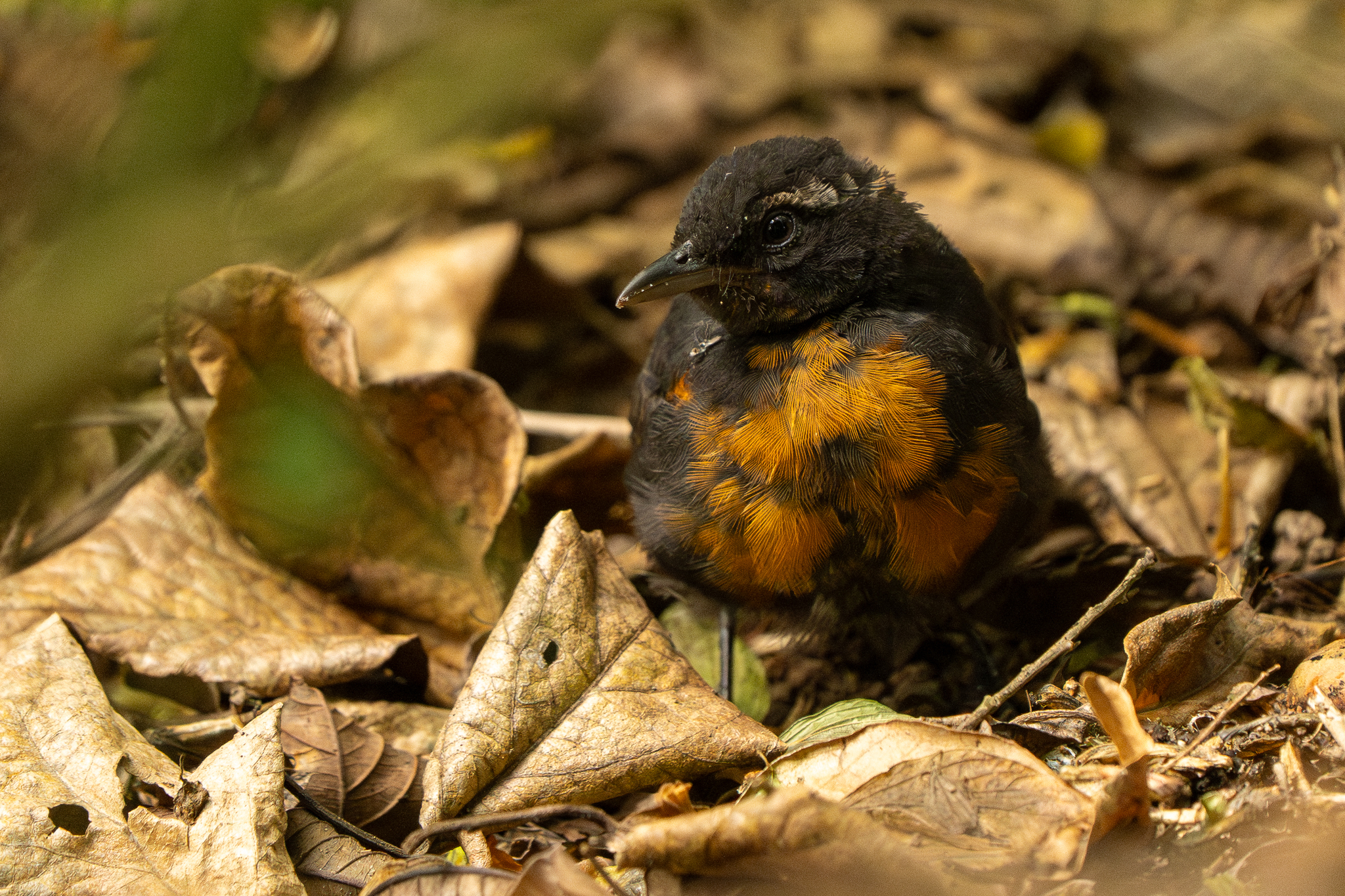 Rosy Thrush-tanager (Rhodinocichla rosea), photo 4