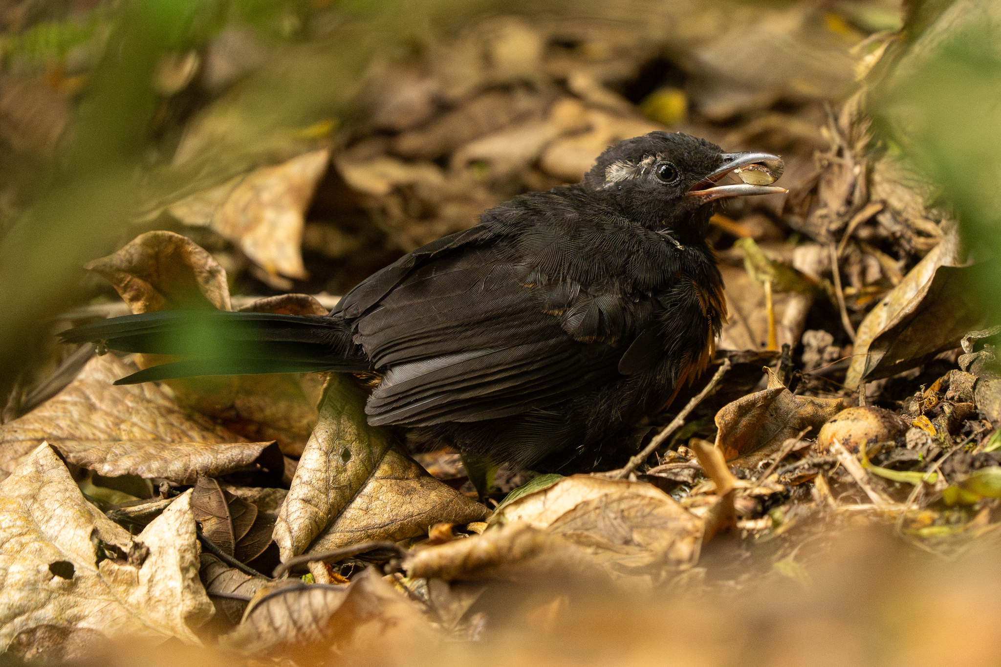 Rosy Thrush-tanager (Rhodinocichla rosea), photo 9