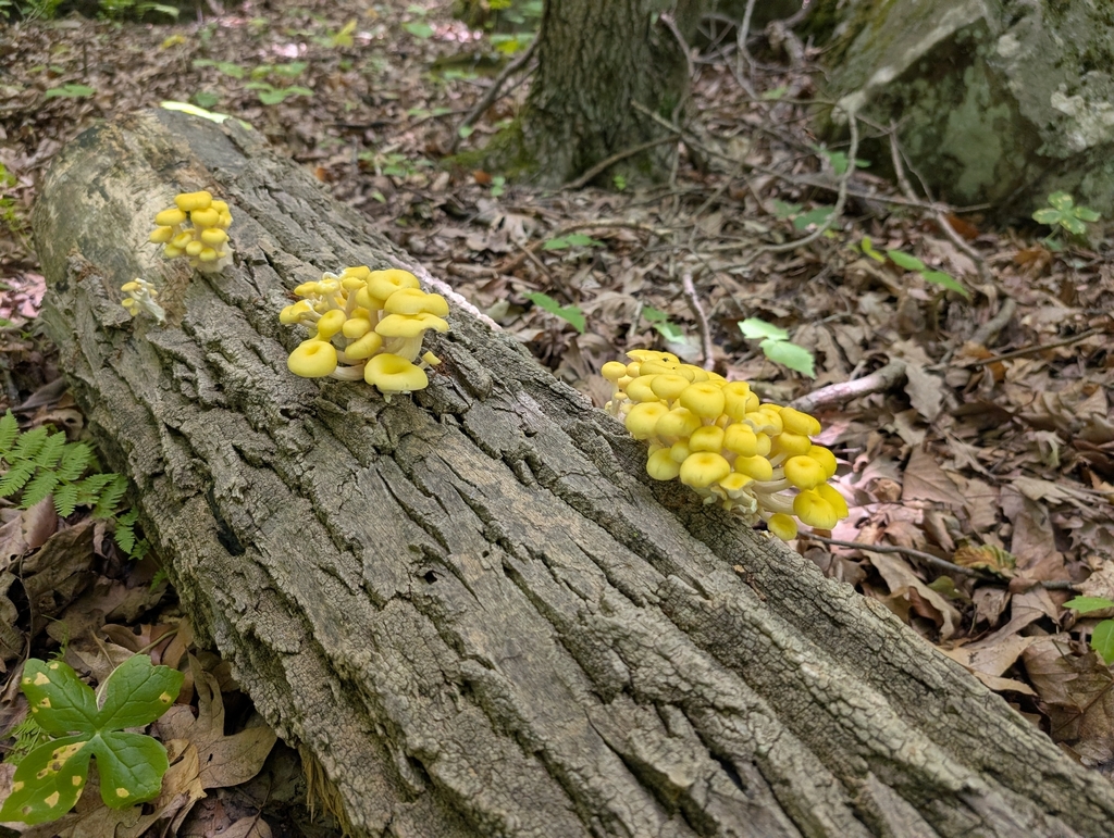 Golden Oyster Mushroom · June 2026 · photo: Photo: (c) Nick Kacala, some rights reserved (CC BY) · iNaturalist