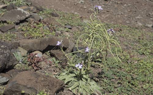 Matthiola maderensis