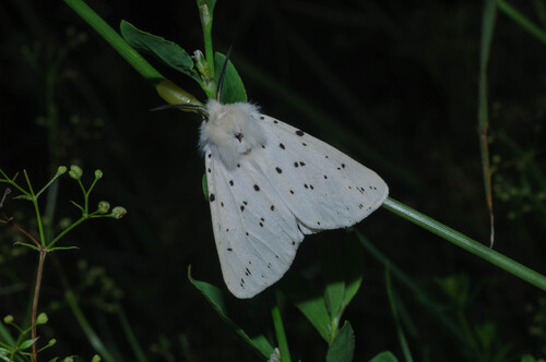 White Ermine