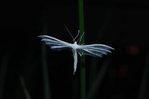 White Plume Moth