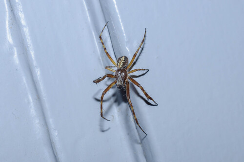 Oak Spider