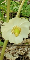 Podophyllum