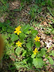 Chrysogonum