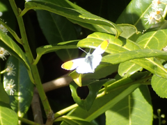Anthocharis cardamines