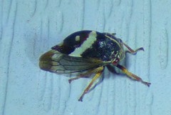 Smilia fasciata
