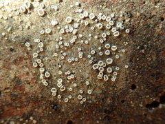 Myriolecis semipallida