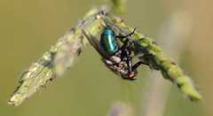 Sarconesia chlorogaster