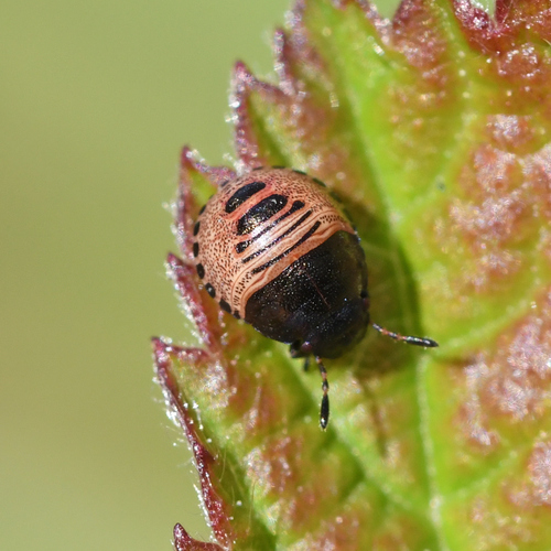 Tortoise Bug, Santpoort-Noord, Netherlands, photo 8 of 10