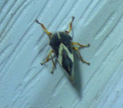 Smilia fasciata