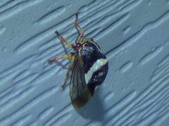Smilia fasciata
