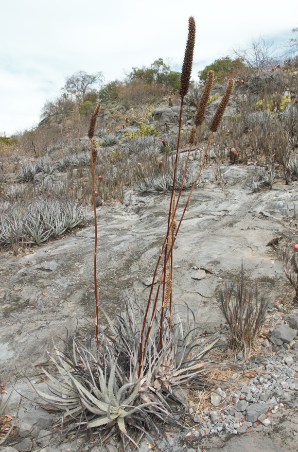 Encholirium bracteatum