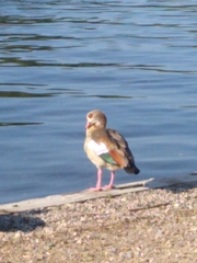 Alopochen aegyptiaca