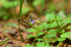 Taractrocera maevius