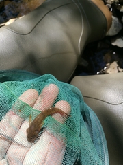 Cottus gobio