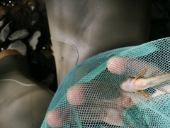 Cottus gobio
