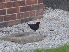 Turdus merula