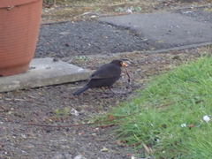 Turdus merula