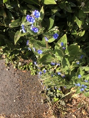 Pentaglottis sempervirens