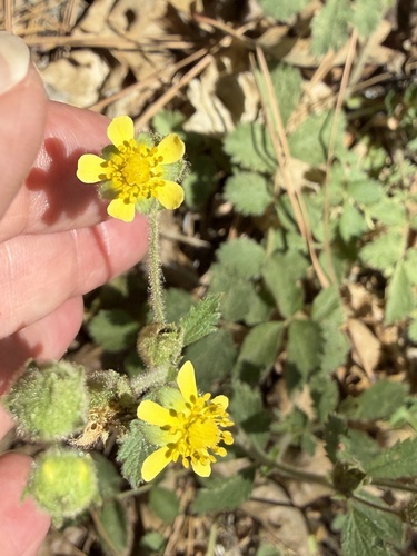 iNaturalist observation photo of sticky cinquefoil
