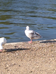 Anser anser domesticus