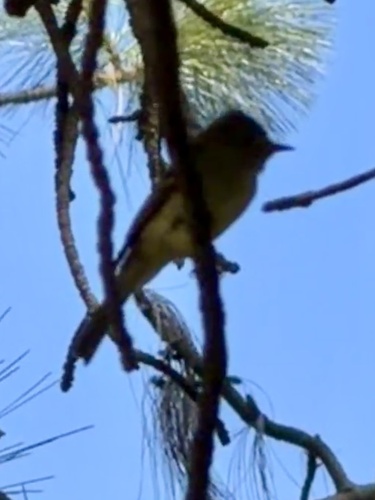 iNaturalist observation photo of Empidonax Flycatchers