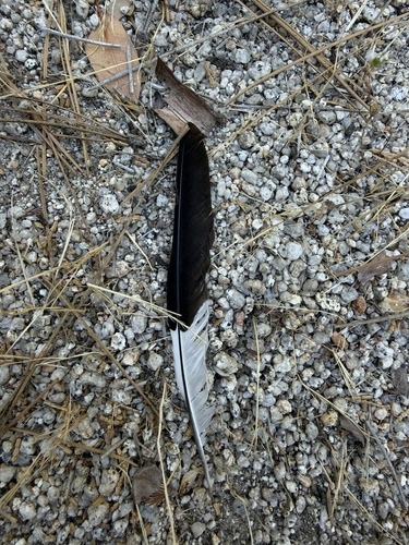 iNaturalist observation photo of Acorn Woodpecker