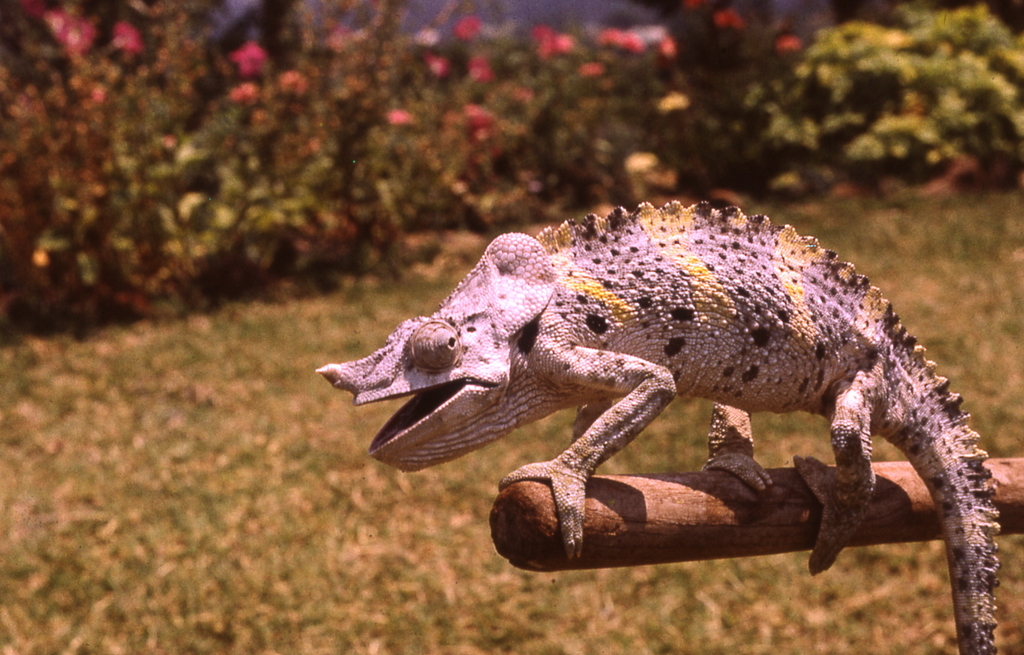 Meller's Giant One-Horned Chameleon