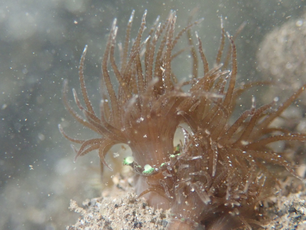 Crab anemone