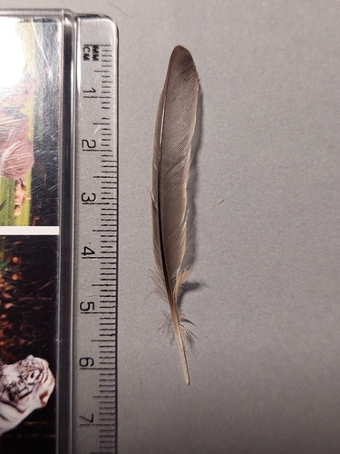 Eurasian Blackcap