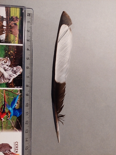 Eurasian Magpie