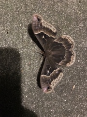 Callosamia angulifera