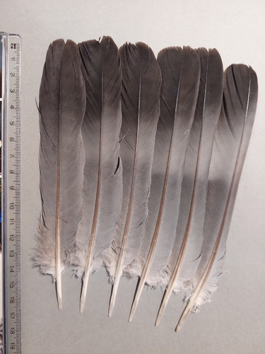 Common Wood-Pigeon