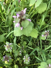 Lamium purpureum