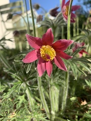 Pulsatilla vulgaris