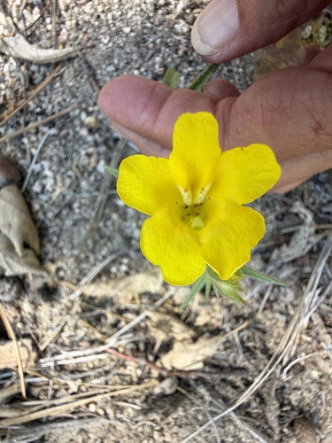 iNaturalist observation photo of wide-throated yellow monkeyflower