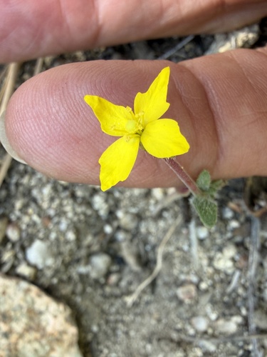 iNaturalist observation photo of Suncups