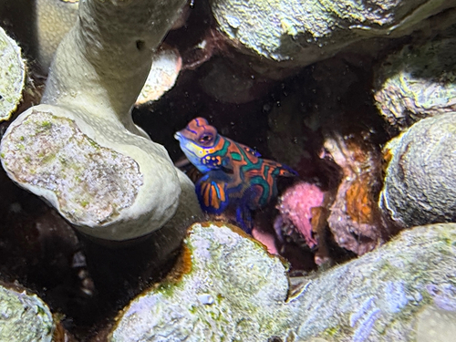 Mandarin Fish